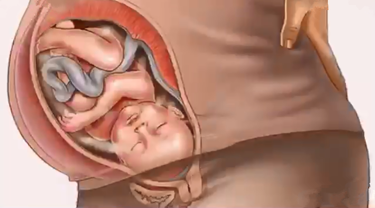 23周宝宝在肚子里图片图片