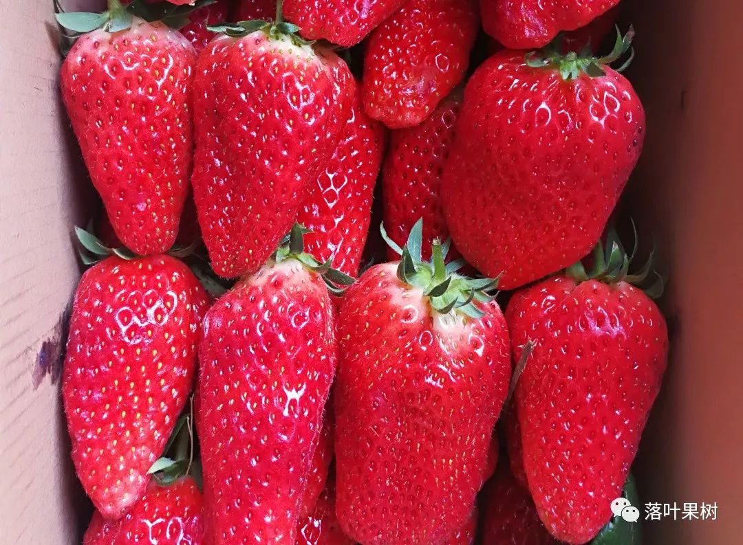 草莓界黑科技之采收贮藏新突破让每一颗草莓都性感如初