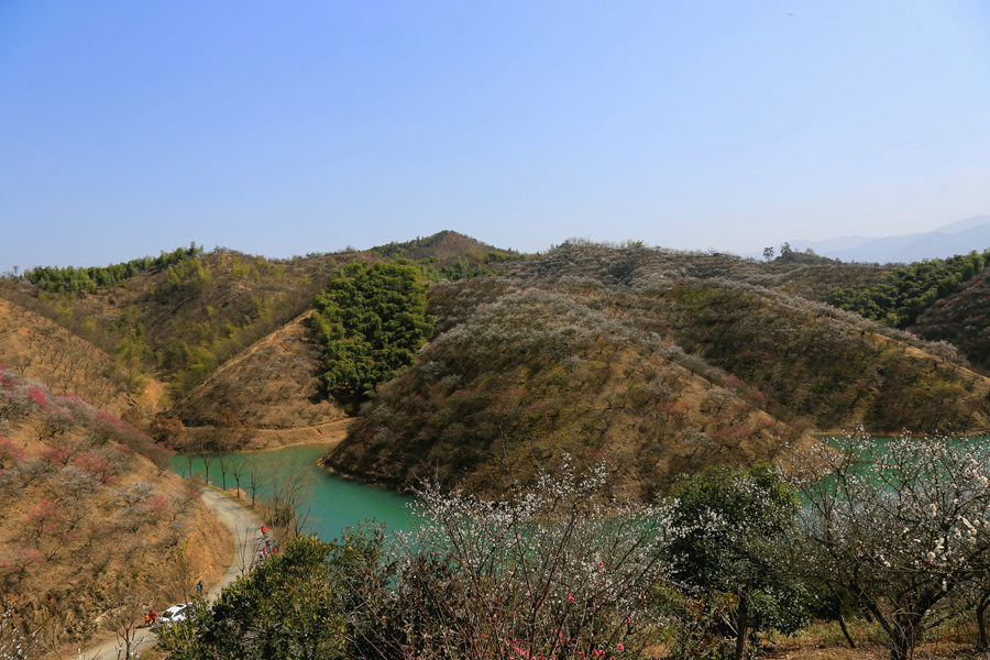 又是一年梅花盛開時,徒步安吉梅花溝,賞千畝梅林盛景_杭垓鎮