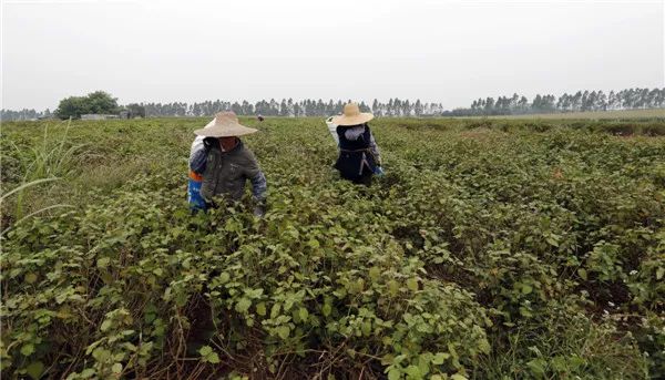 在遂溪乌塘镇霍香种植基地,霍香长势良好近年来,遂溪县商标注册呈现