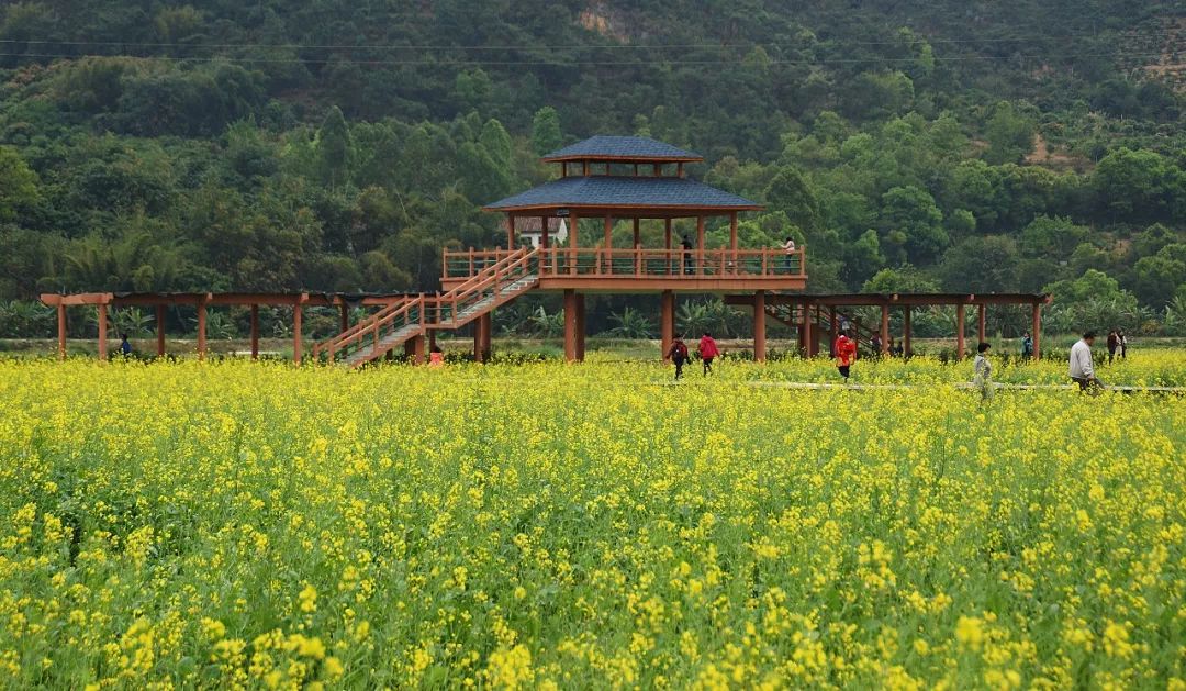 德庆油菜花景点在哪里图片