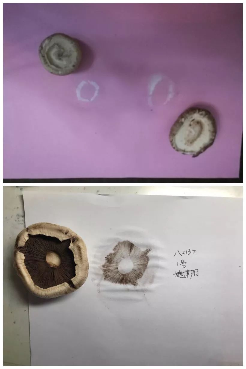 老师带领同学们制作菌菇孢子印,让学生切身体会到菌菇是靠孢子来繁殖