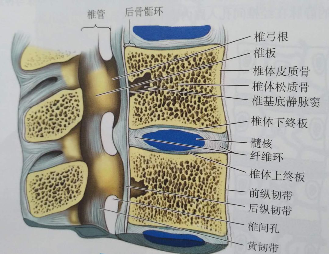 椎间盘膨出图片图解图片