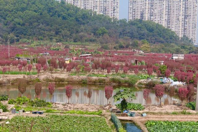 广州番禺桃花岛图片