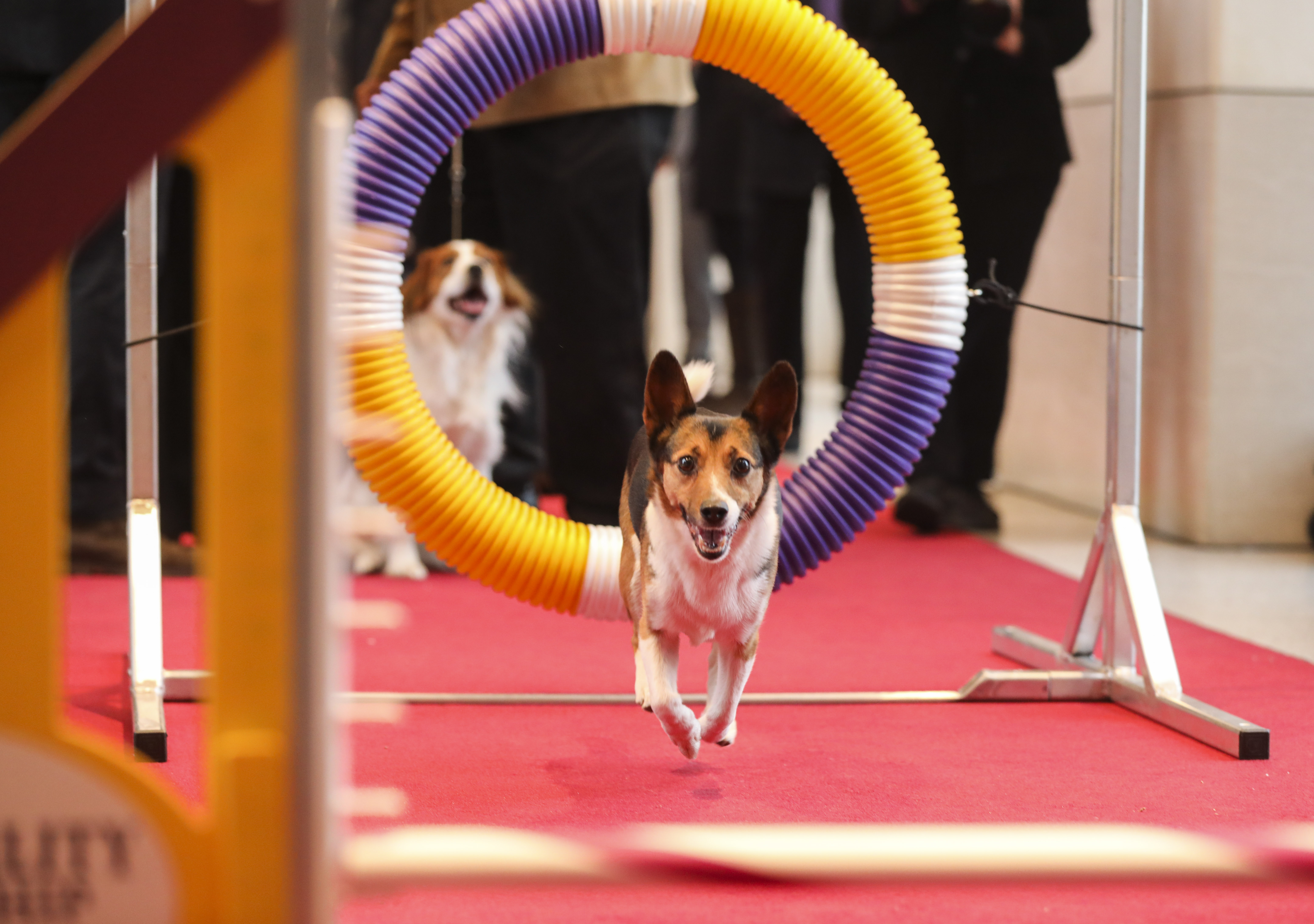 纽约:萌犬亮相 预热狗展