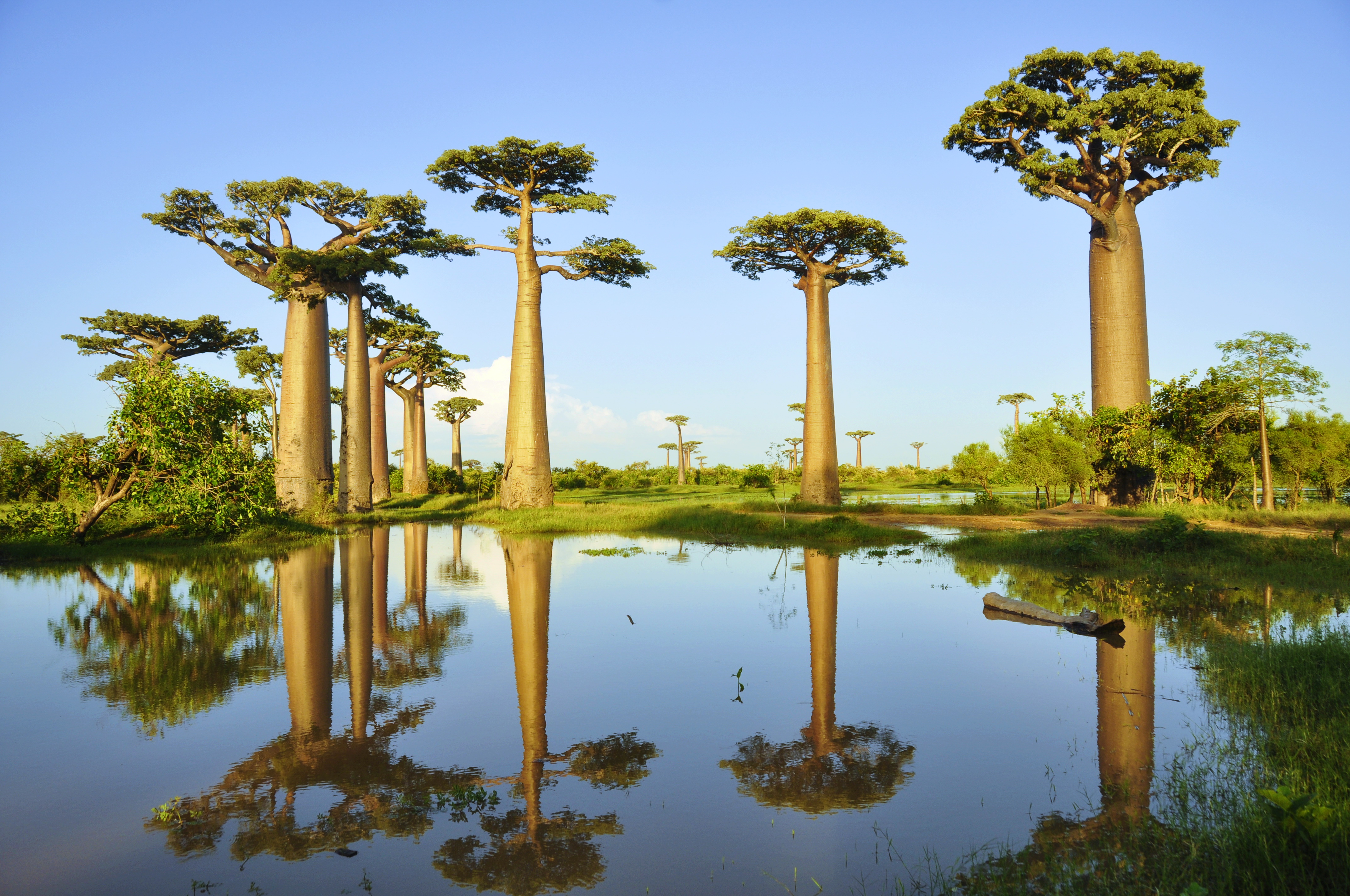 马达加斯加穆隆达瓦猴面包树大道