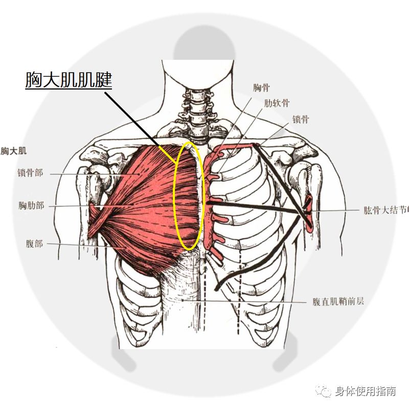 胸肌不一样大