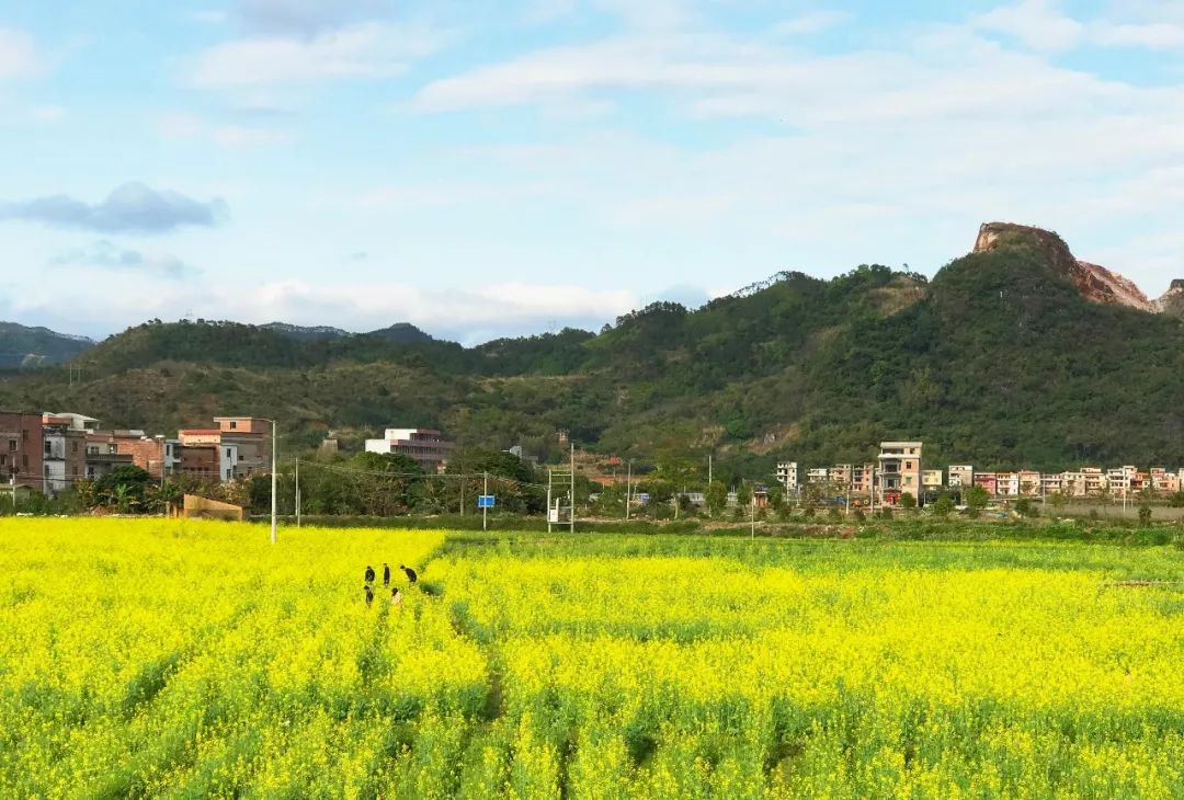 玉龙寨千亩油菜花过大年非遗项目雄鸡舞船游西江五福龙袋将福气带回家