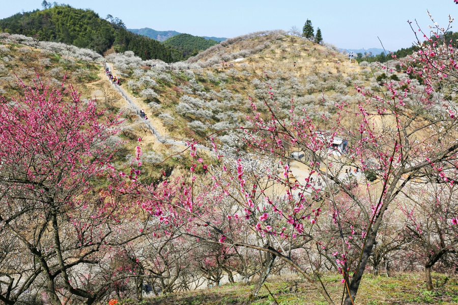 又是一年梅花盛開時,徒步安吉梅花溝,賞千畝梅林盛景_杭垓鎮