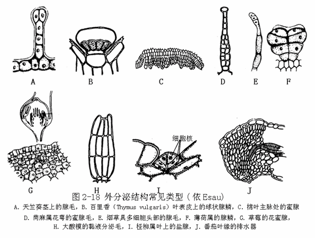 植物粘液细胞图片