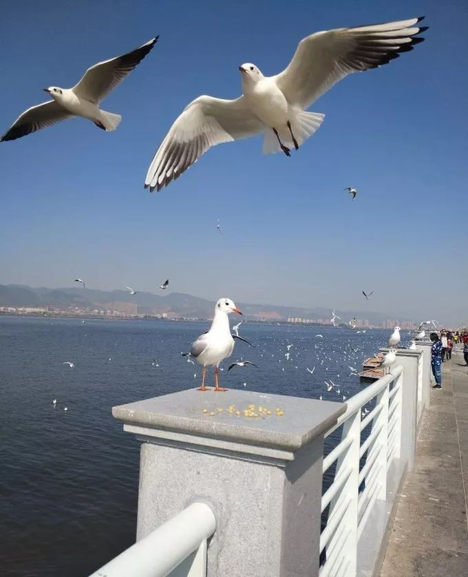 昆明地鐵公交直達景點全攻略,整整一個月61大景點隨便玩!_翠湖公園