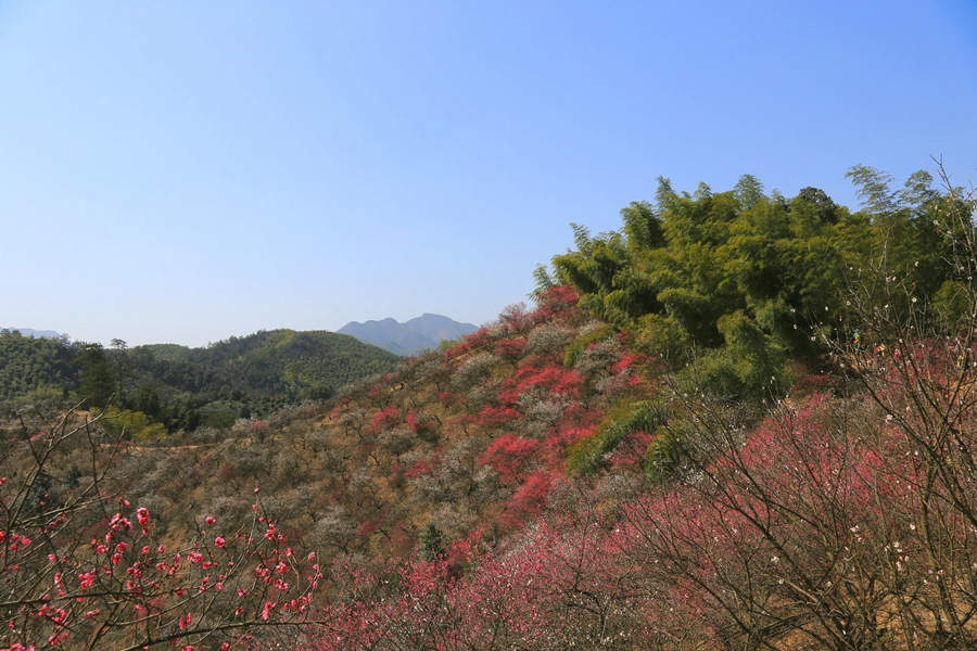 又是一年梅花盛開時,徒步安吉梅花溝,賞千畝梅林盛景_杭垓鎮