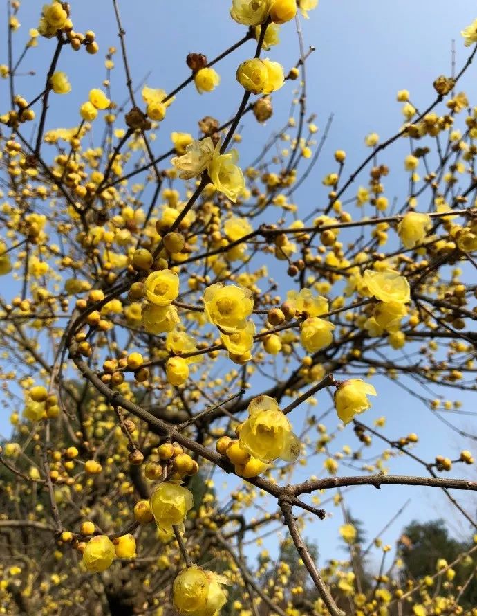 腊梅花已开成都8大赏花地出炉隔着屏幕都闻到香