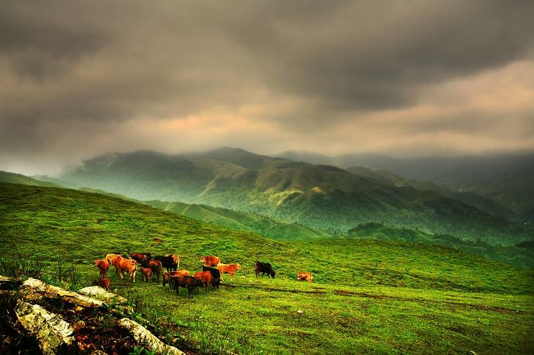 红阳草场图片