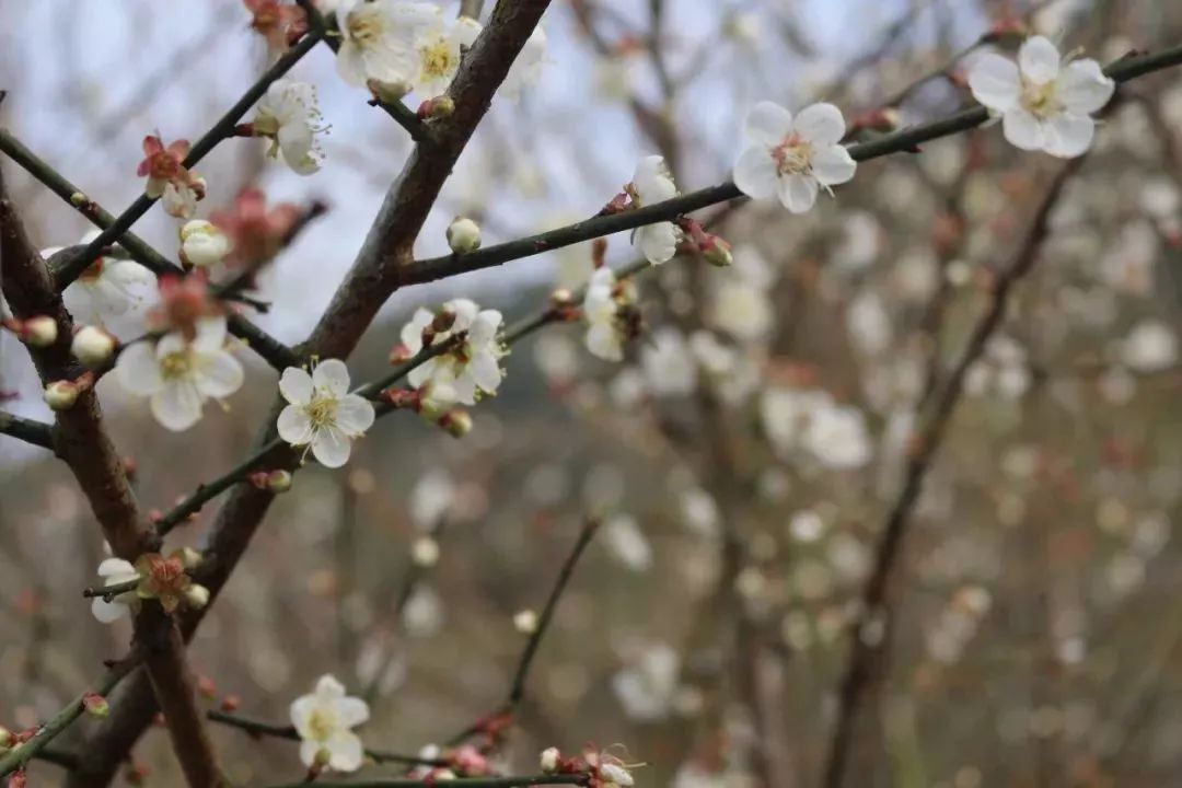 一窗梅花白幾樹梅果青