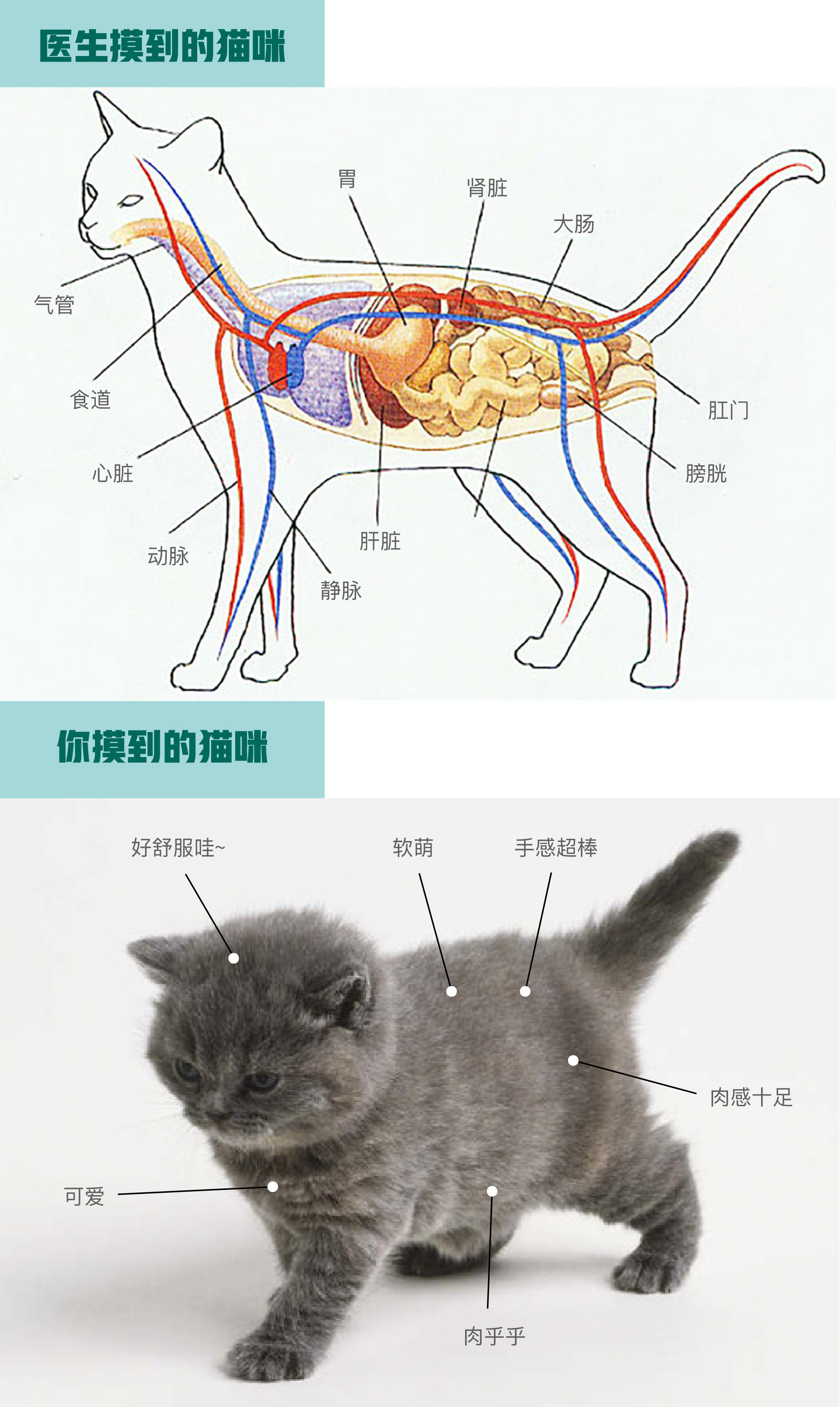 新猫入户指南 眼花缭乱的体检项目中