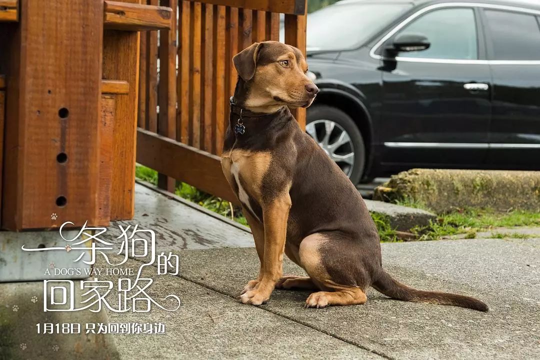 一條狗的回家路明日在影城等你