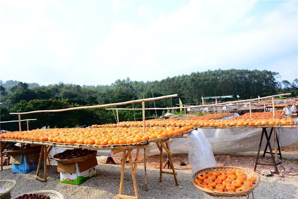 从莲下出发只需一小时,就能来到这个"柿饼村!_饶平