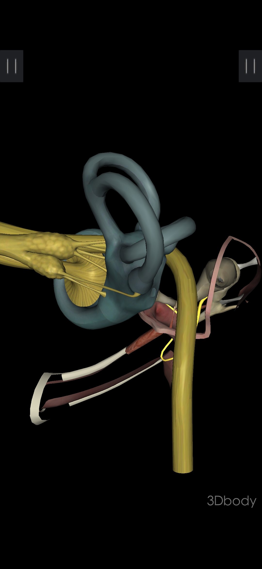 双侧半规管解剖立体图图片