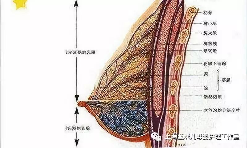 寶貝媽媽乳汁少如何追奶