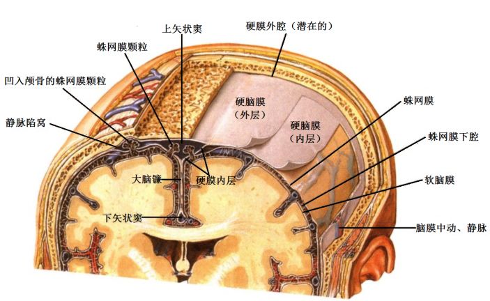 小脑与脑干),膜结构(软脑膜,蛛网膜,硬脑膜,大脑镰与小脑幕),包围脑