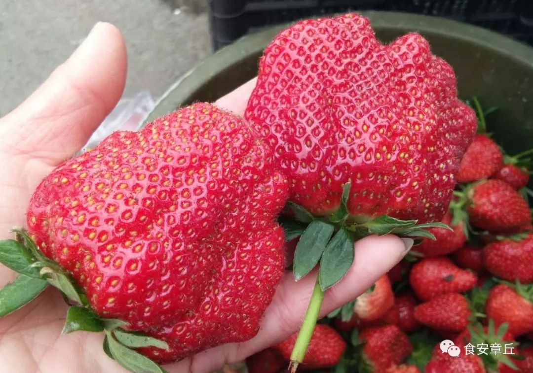 超大个儿的草莓,到底能不能吃?