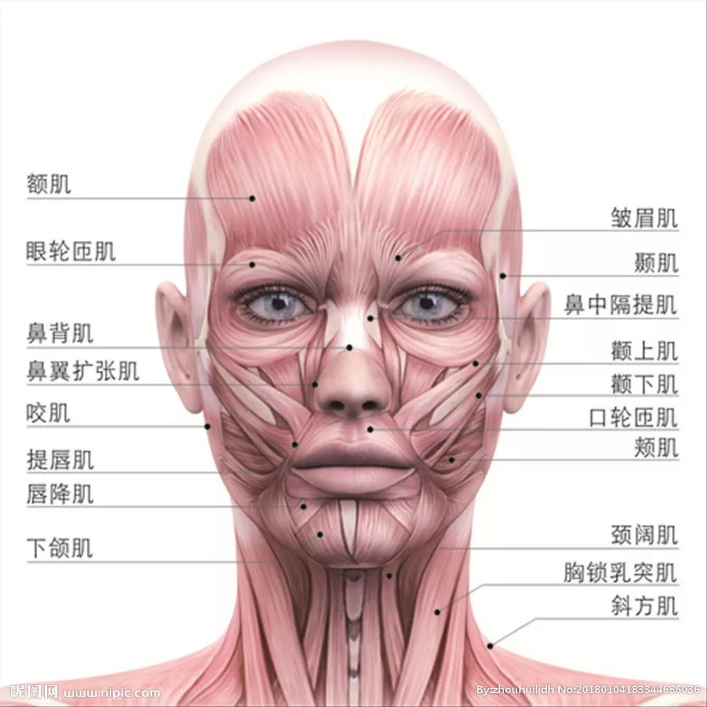 abc和我们的长相,主要体现在鼻子以下脸的下半部分,即咬肌和下颌的