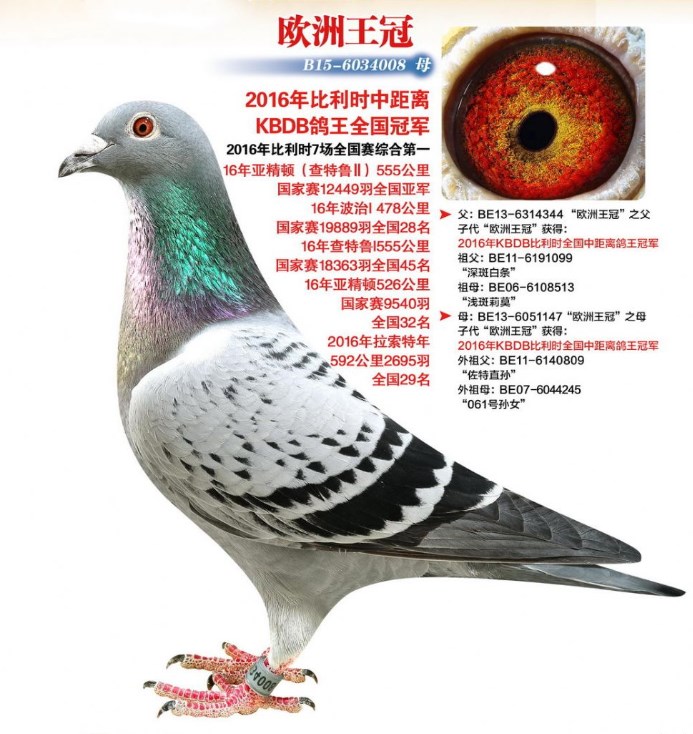 中国鸽友高价引进的kbdb鸽王如今都怎么样了