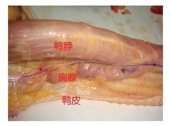 鸭脖有毒?吃了会得淋巴癌?谣言!