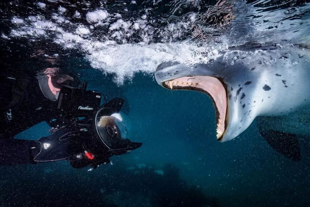 尼克伦(paul nicklen)来自加拿大北部,是热爱北极之