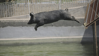 因为这些黑猪能跳水能游泳!为什么?