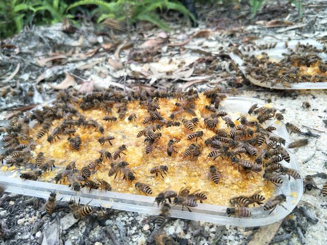 野外如何追踪蜜蜂搜索野生蜜蜂的方法教您如何抓捕树洞蜂