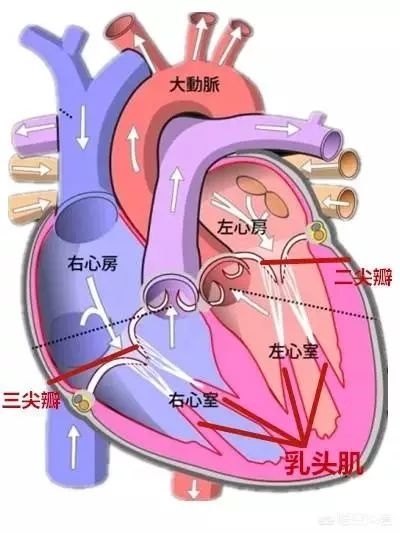 左心室乳头肌图片