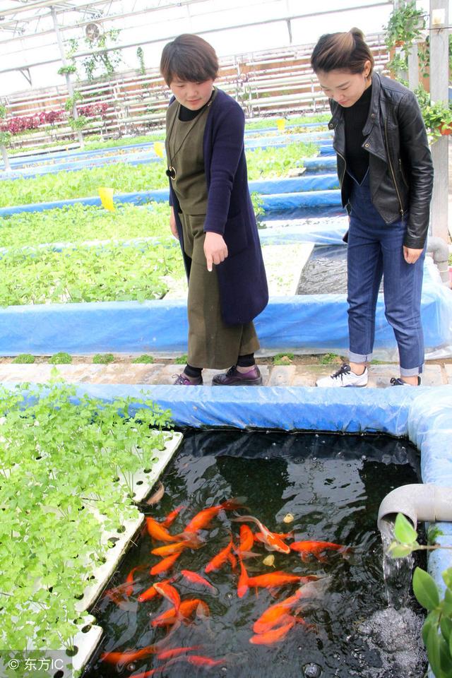 魚菜共生到底怎麼做給魚營造一個與微生物快樂相處的環境是關鍵