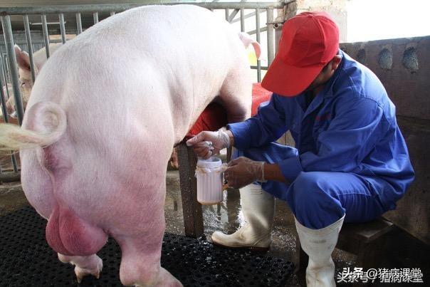 養豬技術|關於種豬飼養管理的研究_母豬