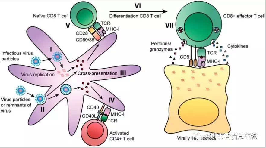 人类白细胞抗原(human leukocyte antigen,hla,又被称为人类的mhc