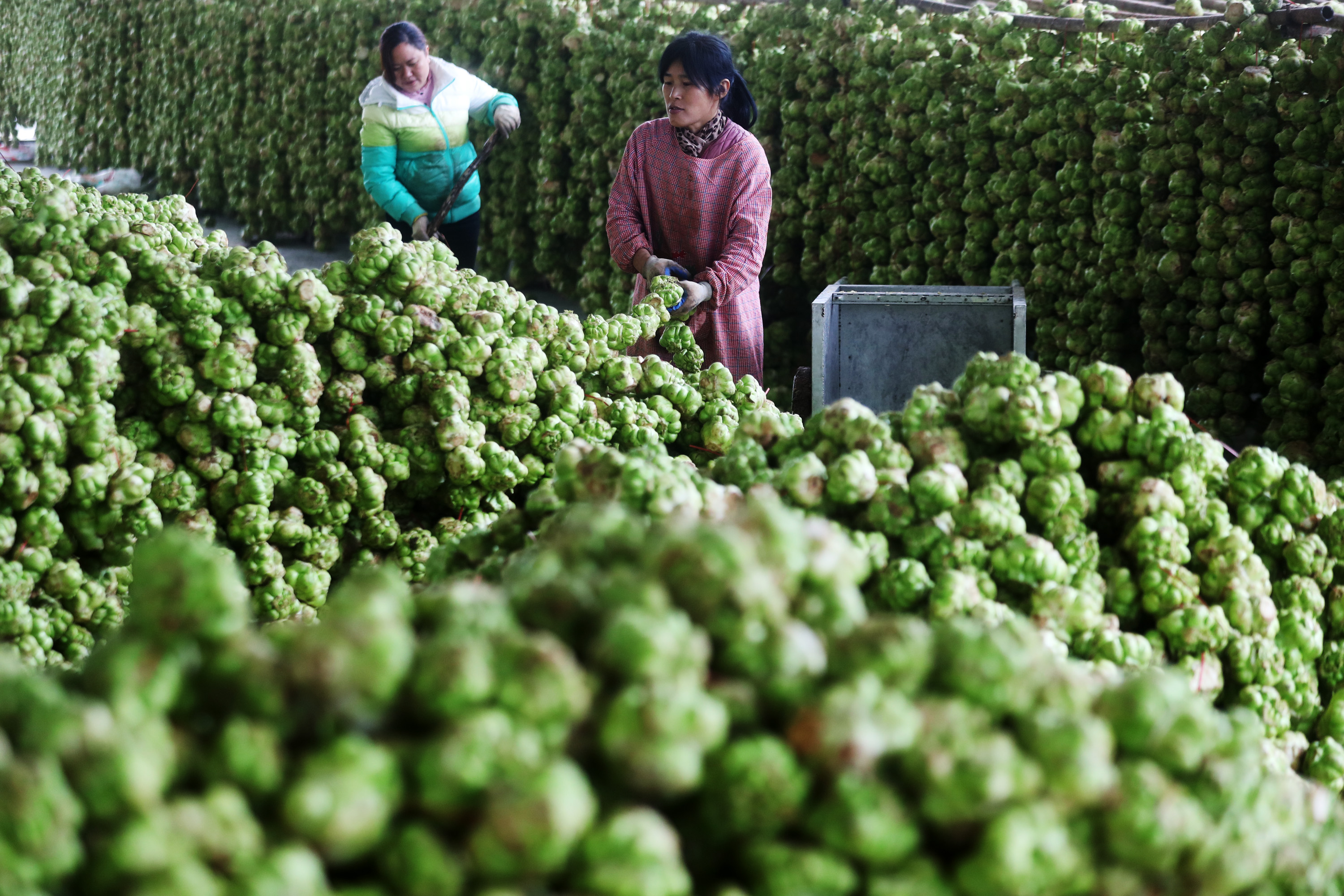 重庆黔江:青菜头晾晒忙