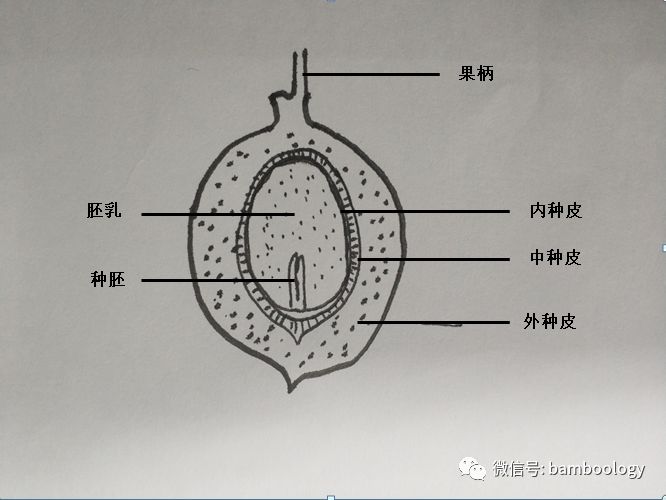 植物的小心机傲娇白果