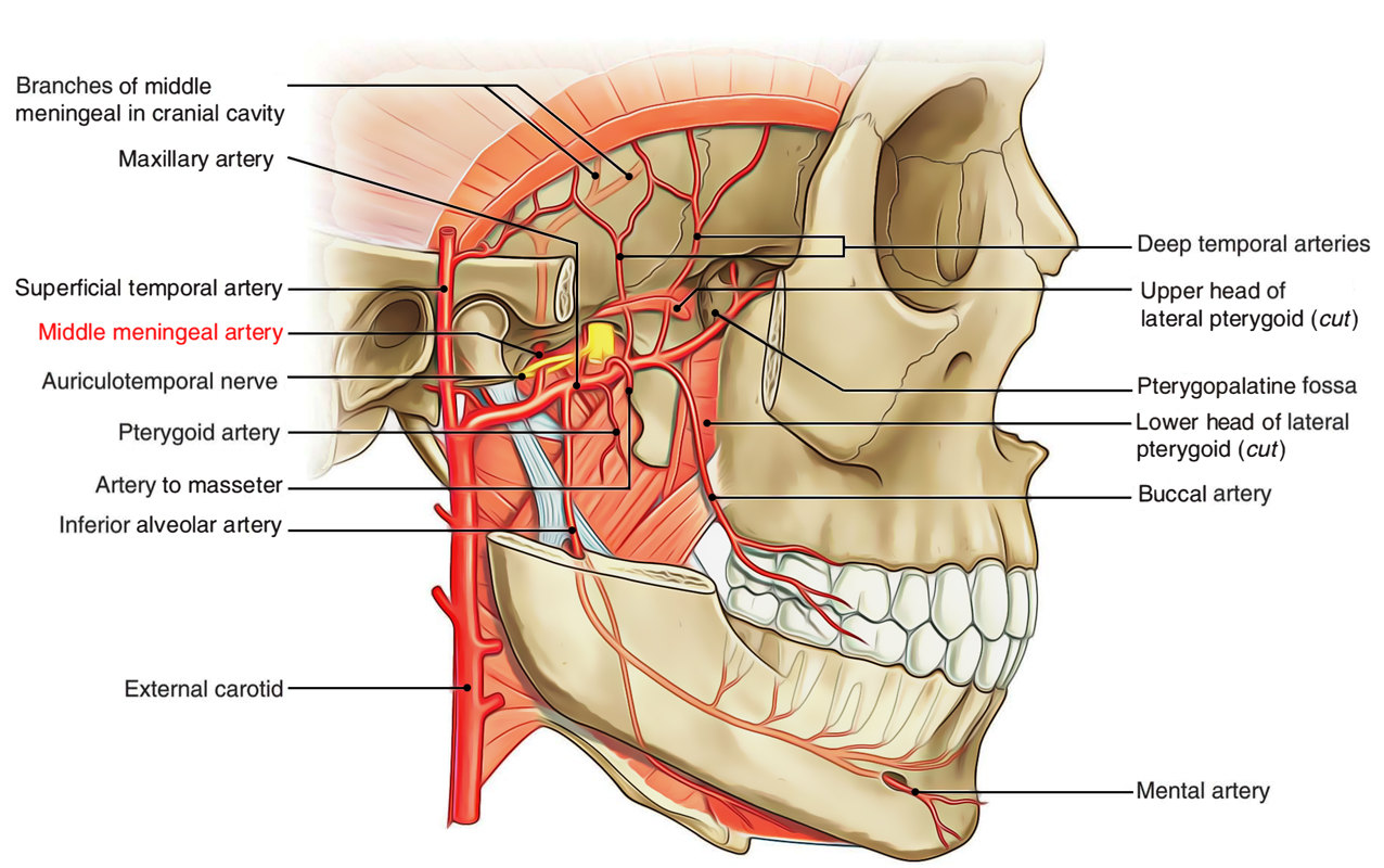 上颌动脉解剖,1个漂亮的图片 (转载)