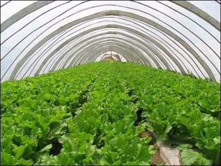 大棚種植蔬菜高效栽培技術