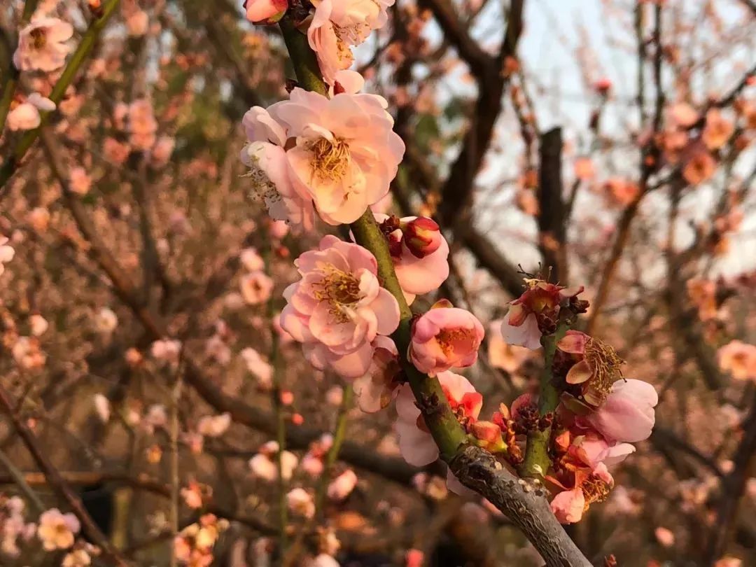 实拍!深圳唯一以梅为特色的景点,3500株梅花已花开成海!