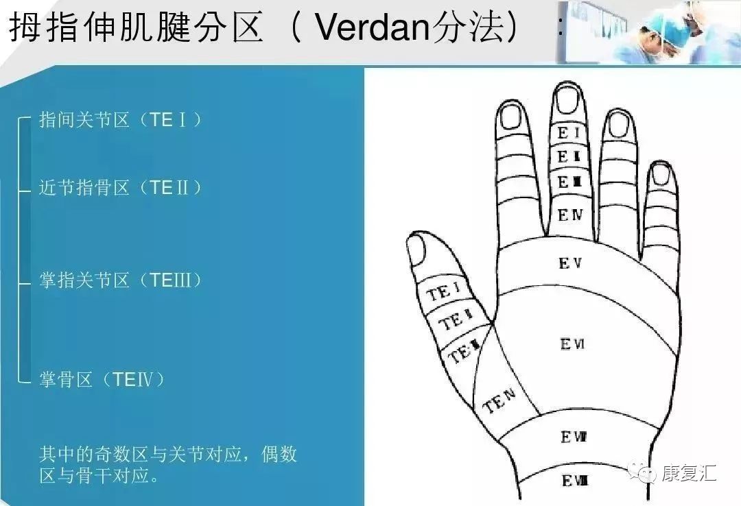 手伸肌腱八个分区图片