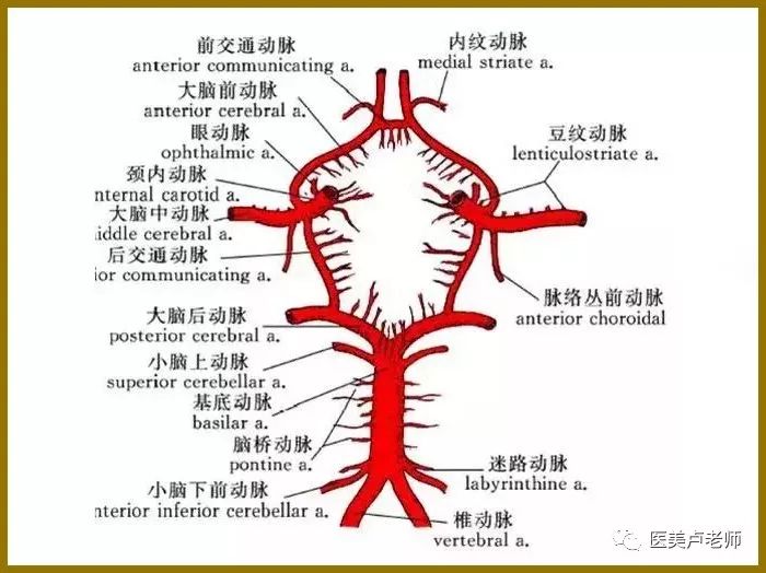 滑车上动脉解剖图图片