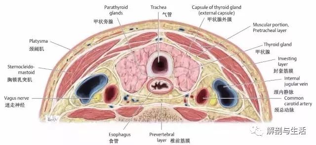 气管透明软骨手绘图图片