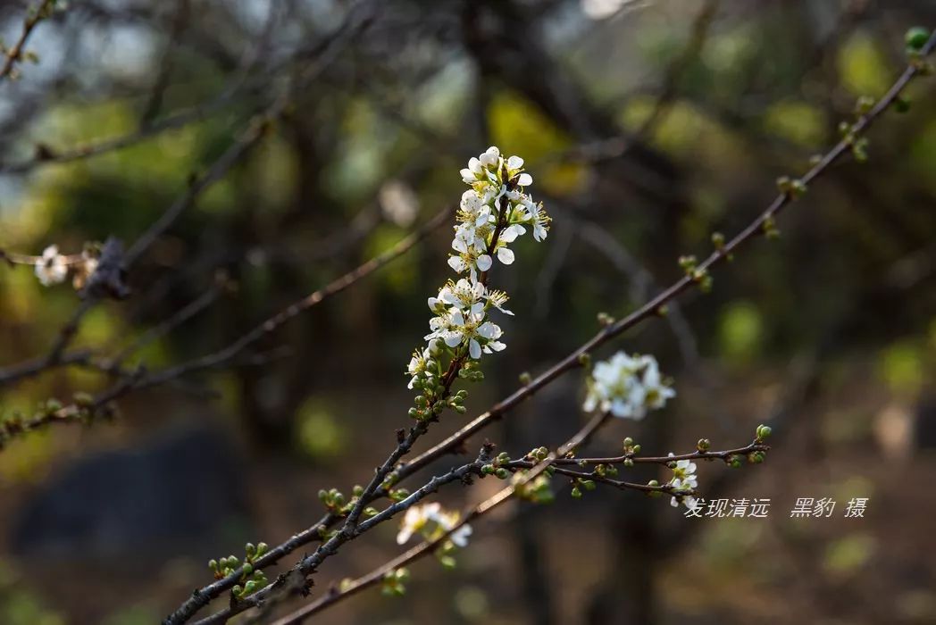 清遠陽山千畝李花最新實拍告訴你2019年準確賞花日期