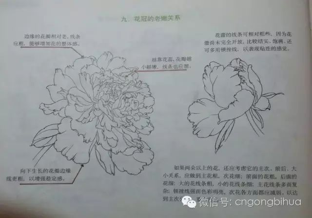 牡丹花的结构组成图图片