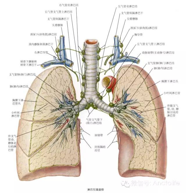 支气管图片 立体结构图片