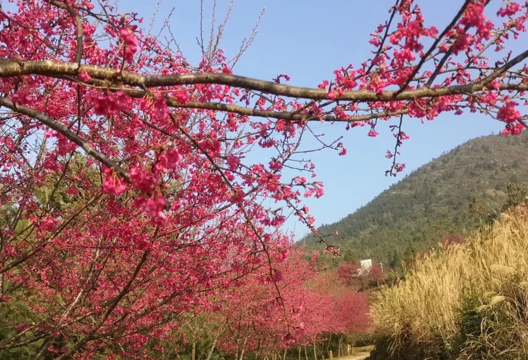 美翻了和平青州这里一片樱花盛放过年约吗