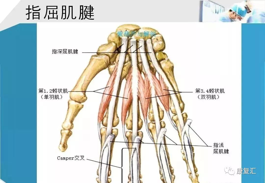 康复基础手部肌腱解剖及功能