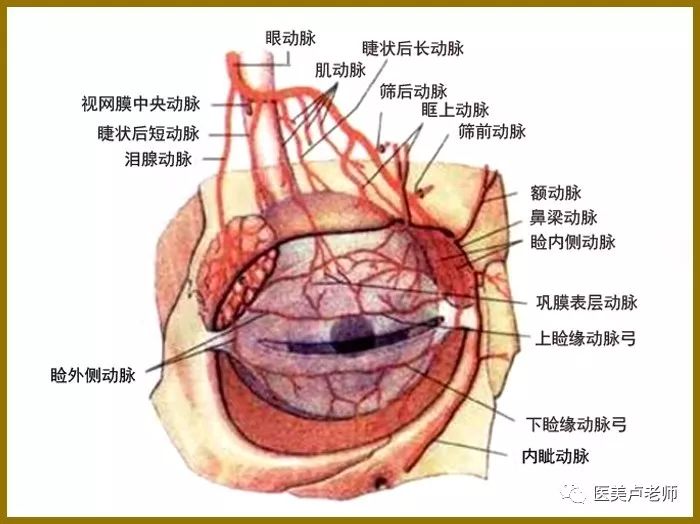 眼解剖中的眼动脉分支